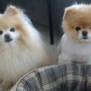 귀여운 강아지 이미지