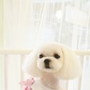 순심이 애견미용 이미지