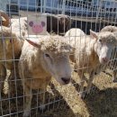 송산목장 이미지