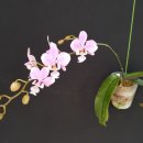 Phalaenopsis schilleriana 이미지