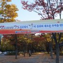 시청앞 가로수길 이미지