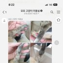 묘묘 고양이 미용실 이미지