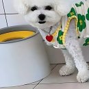 옥계우리유치원 | 우리 댕댕이 전담 구미애견호텔 찾았다!