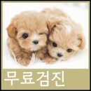 펫아미 강아지분양 고양이분양 동탄점 이미지