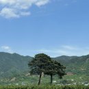 부부송밀면 | 하동여행1. 밤톨-쌍계사-정금차밭-최참판댁부부송밀면-평사리부부소나무-소소하당