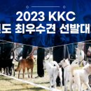 한국애견협회 최우수 진도견 선발대회 (11월 19일) 이미지