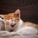 콩쥐팥쥐도서관 이미지