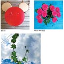 바늘과실 이미지