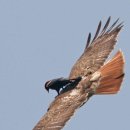 토루크막토(아바타 본사람만 이해할것임) 이미지