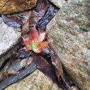 대둔산 수락캠핑장 | [54th]2025 가을 대둔산 수락캠핑장 : 차박 우중캠핑