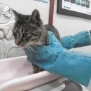 신영통동물병원 이미지