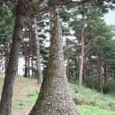 양양 진전사지 도의선사탑 | 양양의 전통사찰 진전사 : 도의선사탑과 진전사지 삼층석탑