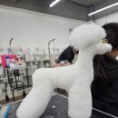 애견미용사 3급 자격증 과정 2 이미지