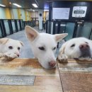 간식주개 이미지