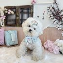 털로덮인친구들 수원매교점 이미지