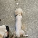 오구랜드 이미지