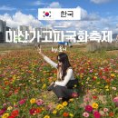 동화로 즐기는 Reading travel | 마산가고파국화축제 2025 일정, 주요행사, 관람 꿀팁까지 한눈에!