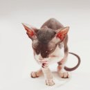 오늘, 그루밍 이미지