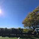 애견펜션 돌봄 | 태안펜션 충남 태안 애견펜션 돌봄 후기: 반려견과 함께한 완벽한 휴식