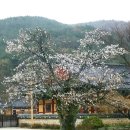 김제 모악산에 있는 금산사.미륵전.벚꽃 이미지
