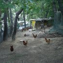 사슴농장 이미지