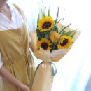 사파동255 이미지