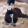 전주시시설관리공단(전주승마장) 네이버블로그
