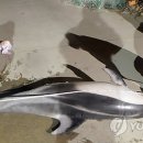 보루울산