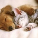 강아지랑고양이 이미지