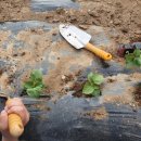 토마토주유소 - 김포시 김포대로 798 | 토마토주유소
