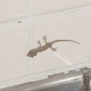 객코
