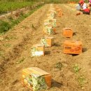 개진감자영농조합법인 이미지