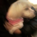 북문다솜동물병원