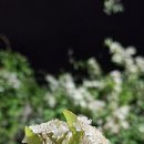 경화시장 이미지