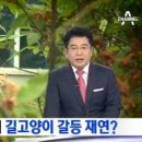 서울 고양이 살처분 선례도 있었네 이미지