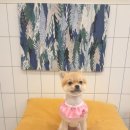 퍼피엔젤 반려동물 미용실 이미지