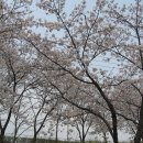 야탑길 Daum카페