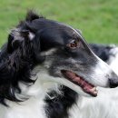 보르조이 (Borzoi) 이미지