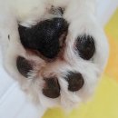 기억하개 | 강아지 피부병 &amp; 곰팡이성 피부염 가장 좋았던 3가지 관리 방법