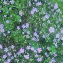 오늘, 정원 이미지