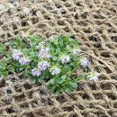 Noccaea rotundifolia 이미지