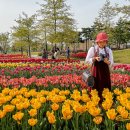 평택시 농업생태원 방문자센터 | 서울근교 나들이 튤립명소 꽃구경 입장무료 평택시농업생태원