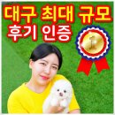 해피하개 애견샵 | 경주애견샵 테디럽 말티푸분양 후기