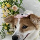 멍멍테라스 이미지