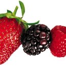 와이디짐 이미지