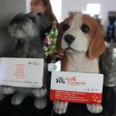 러브독애견카페 이미지