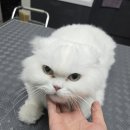 야옹아놀자 | [천안 야옹아놀자] 💛🐾 복슬복슬 이리온 🐾💛