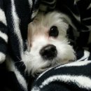 해림동물병원 이미지