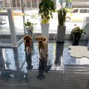 후니살롱 네이버블로그