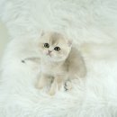 대구고양이분양 테디럽 이미지